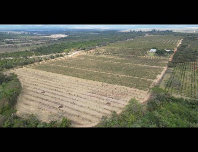 FARM FOR SALE IN LOUIS TRICHARDT